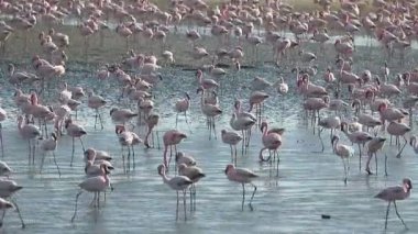 büyük flamingo, phoenicopterus ruber