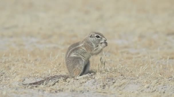 Kap-Erdhörnchen, xerus inauris — Stockvideo