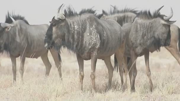 Wildebeest azul, Connochaetes taurinus , — Vídeos de Stock