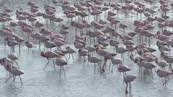 Större flamingo, phoenicopterus ruber — Stockvideo