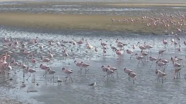 Större flamingo, phoenicopterus ruber — Stockvideo