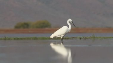 Küçük ak balıkçıl, egretta garzetta