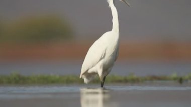 Küçük ak balıkçıl, egretta garzetta
