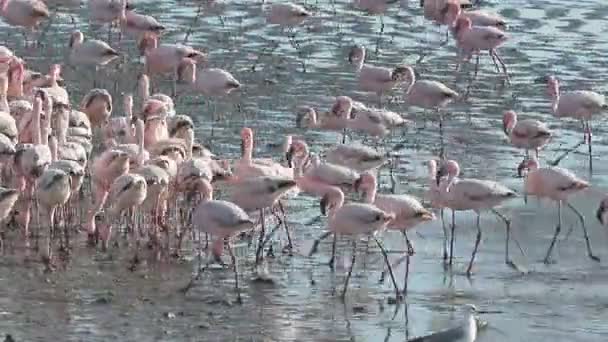Rózsás flamingó, phoenicopterus ruber — Stock videók