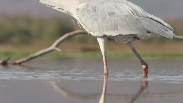 Grey heron, Ardea cinerea, — Stock Video