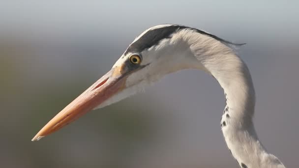 Grey heron, Ardea cinerea, — Stock Video