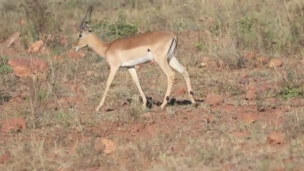 Impala, Aeplyceros melampus — Stok video