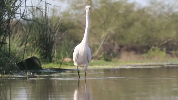 Kleine berouw, Egretta garzetta — Stockvideo