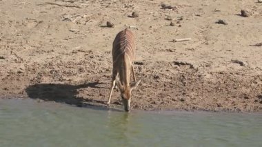 Nyala, yayılım gösterir: angasii