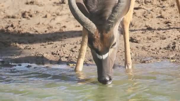 Nyala, Tragelaphus angasii — Stok Video