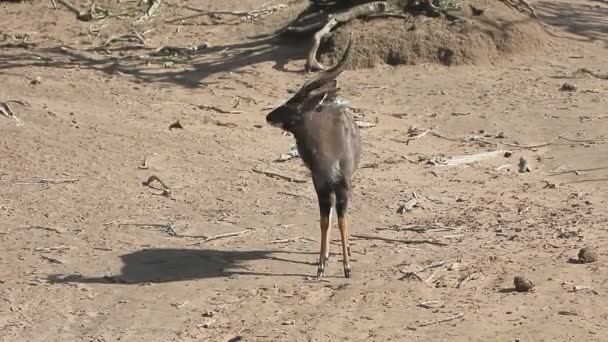 Nyala, Tragelaphus angasii — Stock Video