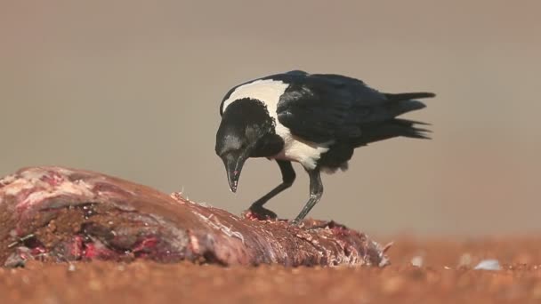 Corvo de tarte, Corvus albus — Vídeo de Stock