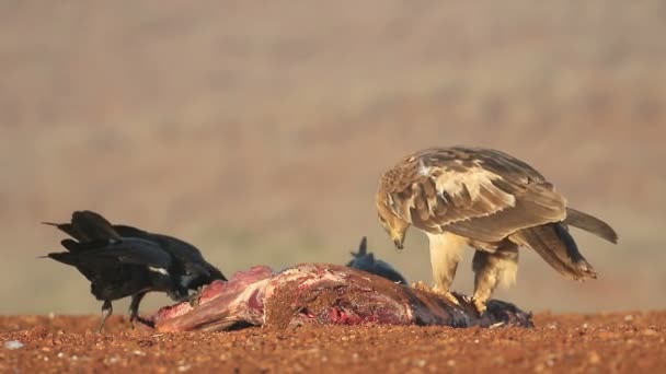 Tawny eagle, Aquila rapax — Stockvideo