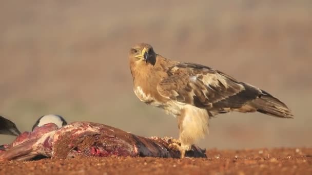 Tawny αετός, αετός rapax — Αρχείο Βίντεο