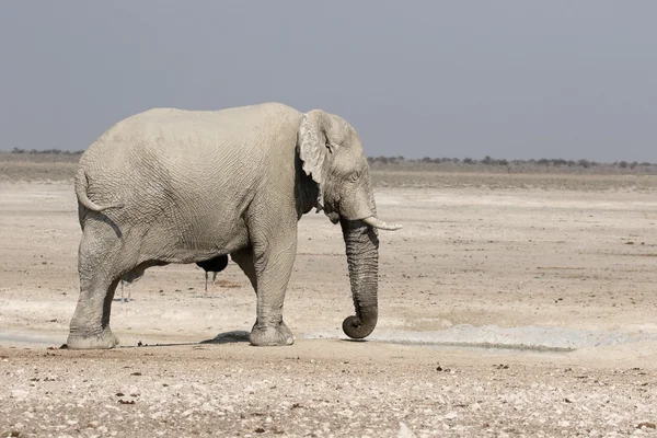 Slon africký, loxodonta africana — Stock fotografie
