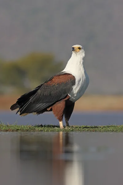 Afrika balık-Kartal, Haliaeetus vocifer — Stok fotoğraf