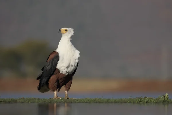 Vis-Visarend, Haliaeetus vocifer — Stockfoto