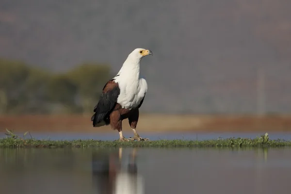 Aigle-poisson d'Afrique, Haliaeetus vocifer — Photo