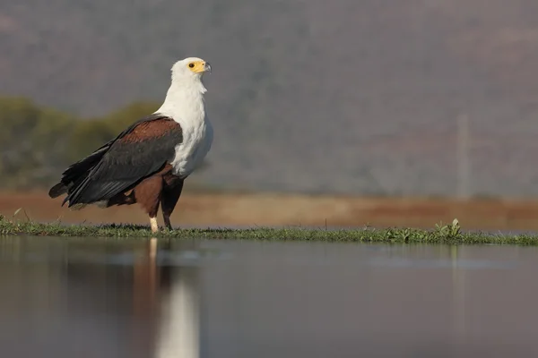 Vis-Visarend, Haliaeetus vocifer — Stockfoto