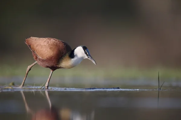 Jacana africana, Actophilornis africanus — Foto Stock