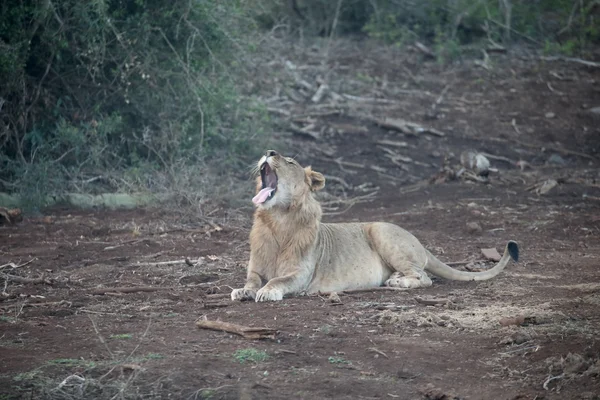 Africký lev, panthera leo — Stock fotografie