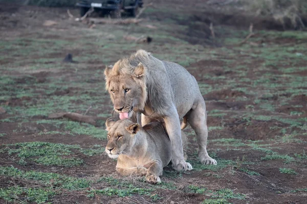 Leão africano, panthera leo — Fotografia de Stock