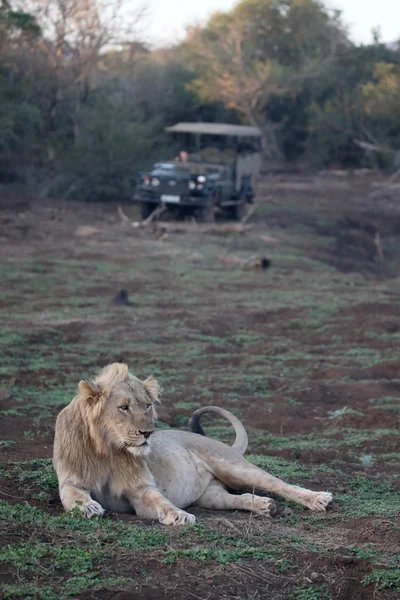 Leão africano, panthera leo — Fotografia de Stock