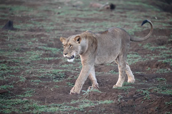 Leone africano, pantera leo — Foto Stock