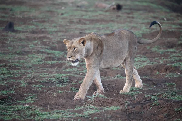 Leão africano, panthera leo — Fotografia de Stock