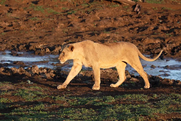 León africano, pantera leo — Foto de Stock
