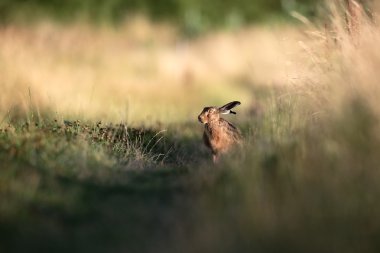 kahverengi tavşan, tavşan europaeus  