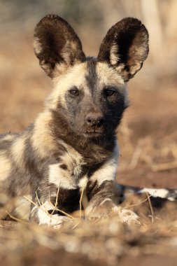 Afrika cape av köpeği Lycaon pictus