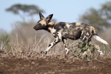 Afrika cape av köpeği Lycaon pictus