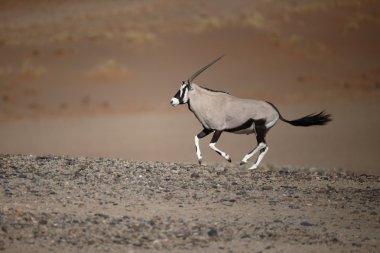 Gemsbok, Oryx gazella