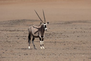 Gemsbok, Oryx gazella