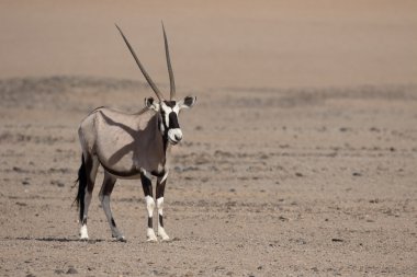 Gemsbok, Oryx gazella