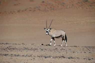 Gemsbok, Oryx gazella