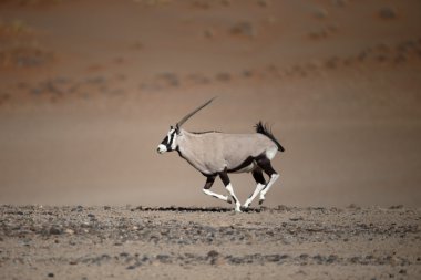 Gemsbok, Oryx gazella