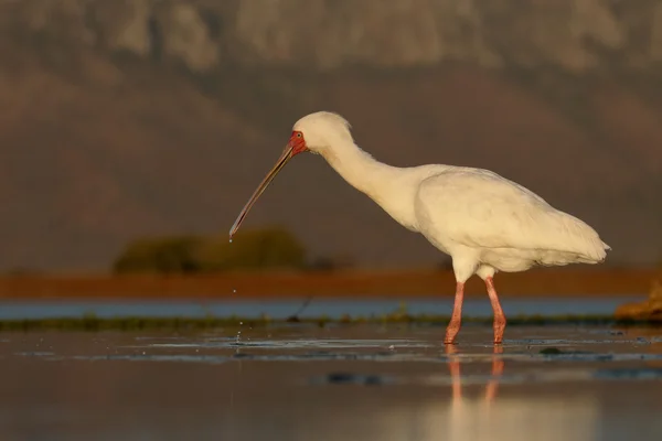 Afrikaanse lepelaar, platalea alba — Stockfoto