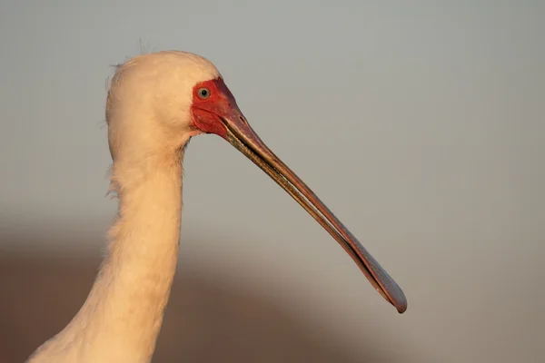 Warzęcha czerwonolica, platalea alba — Zdjęcie stockowe