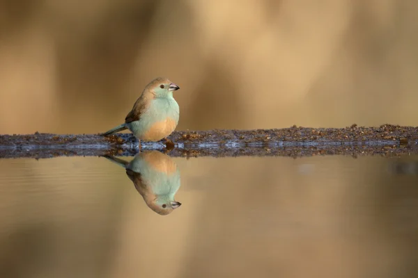 ブルーの waxbill または青ブレスト ・ コルドン ・ ブルー、Uraeginthus angolensi — ストック写真