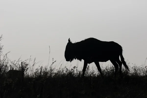 Blue Wildebeest, Connochaetes taurinus — Stock Photo, Image