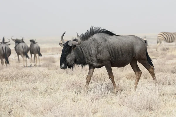 Wildebeest azul, Connochaetes taurinus — Foto de Stock