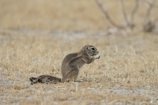 Cape ground-orava, Xerus inauris , — kuvapankkivalokuva