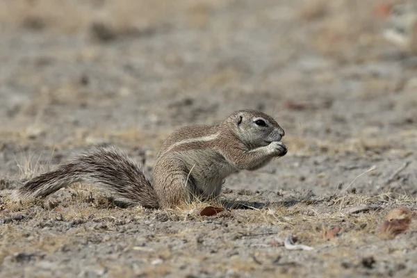 Esquilo-terra-cabo, Xerus inauris , — Fotografia de Stock