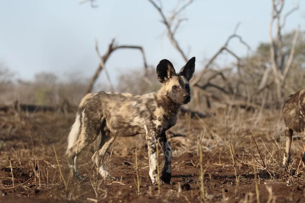 Afrikaanse Kaap jachthond, Lycaon pictus — Stockfoto