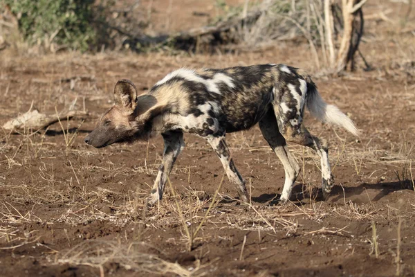 Afrikanischer Kapjagdhund, lycaon pictus — Stockfoto