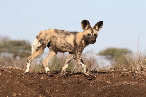 Αφρικανικό Ακρωτήριο σκυλί κυνηγιού, Λυκάων — Φωτογραφία Αρχείου