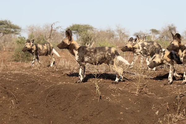 Αφρικανικό Ακρωτήριο σκυλί κυνηγιού, Λυκάων — Φωτογραφία Αρχείου