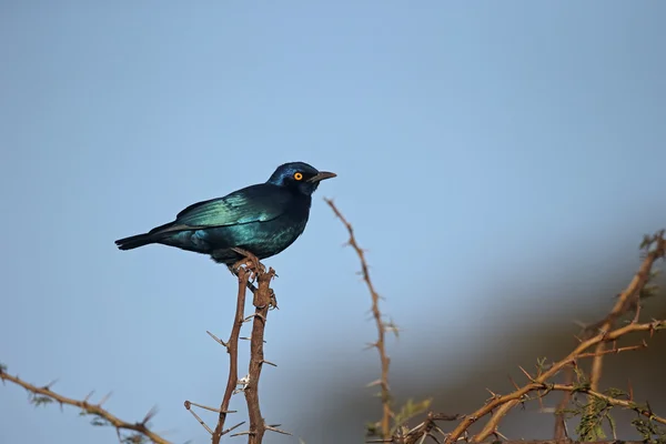 Cape-glossy starling, Lamprotornis nitens — Stockfoto